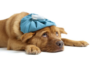 Sick dog is helped with Hilton Suggests