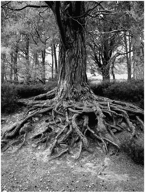 Trees roots