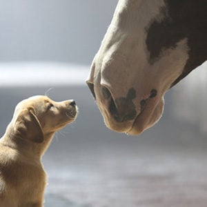 A puppy meeting a horse