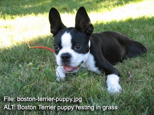 Boston Terrier puppy resting in grass