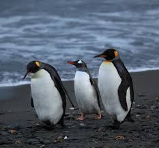 penguin-style company culture
