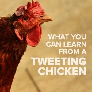 What You Can Learn from a Tweeting Chicken