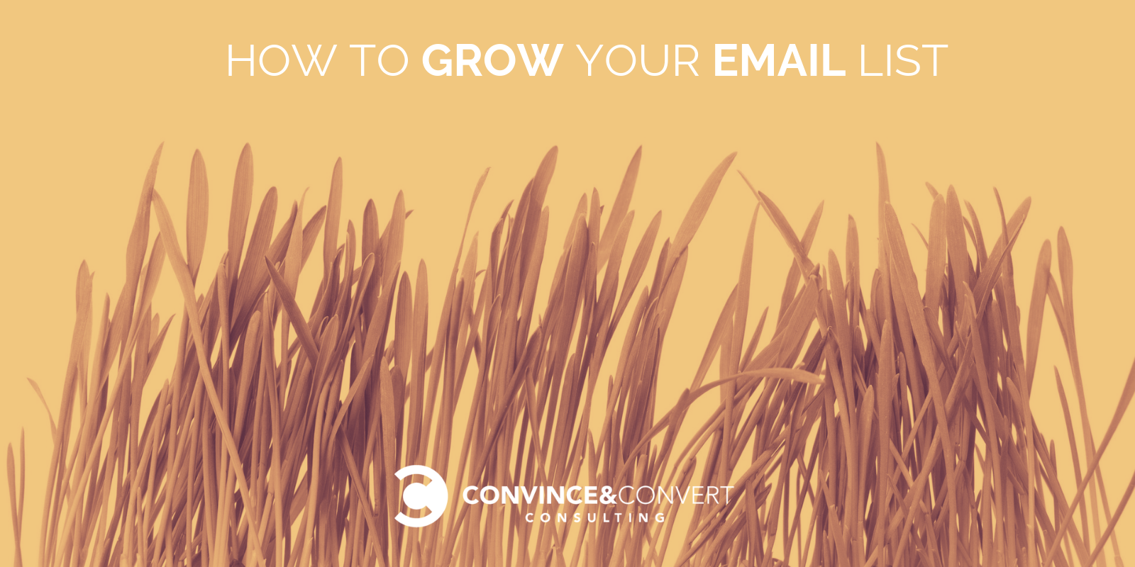 , How to Grow Your Email List, 